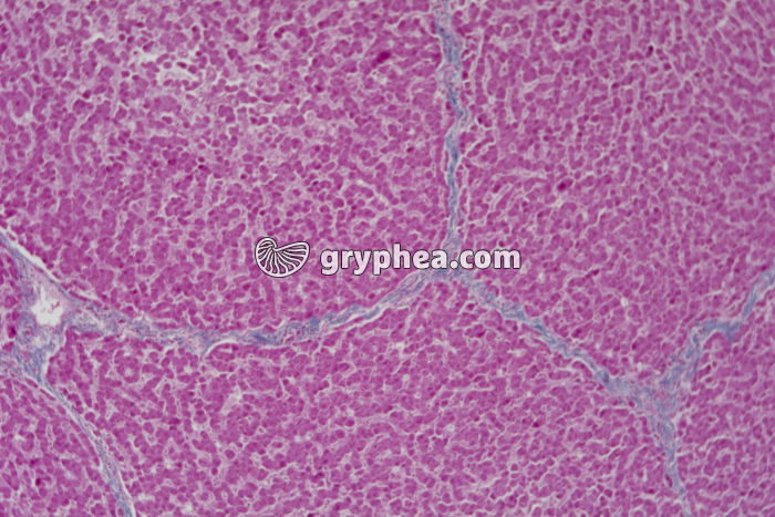 Foie de Porc (lobulation) x25 - gryphea.org